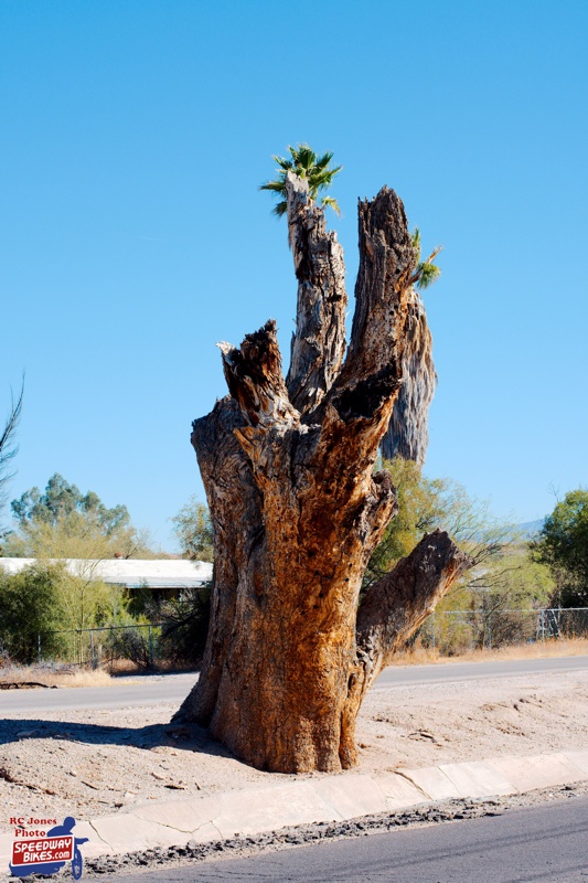 Tucson Landscape - Trees