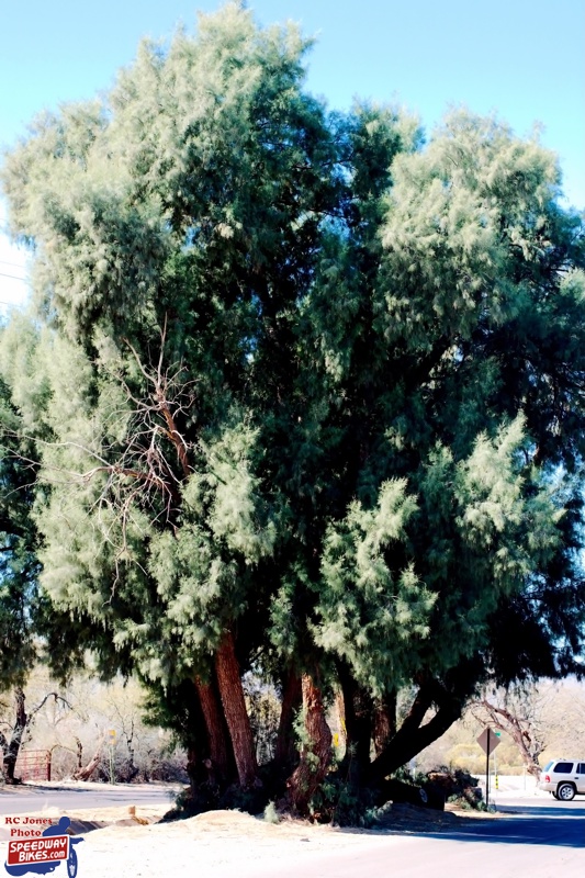 Tucson Landscape - Trees